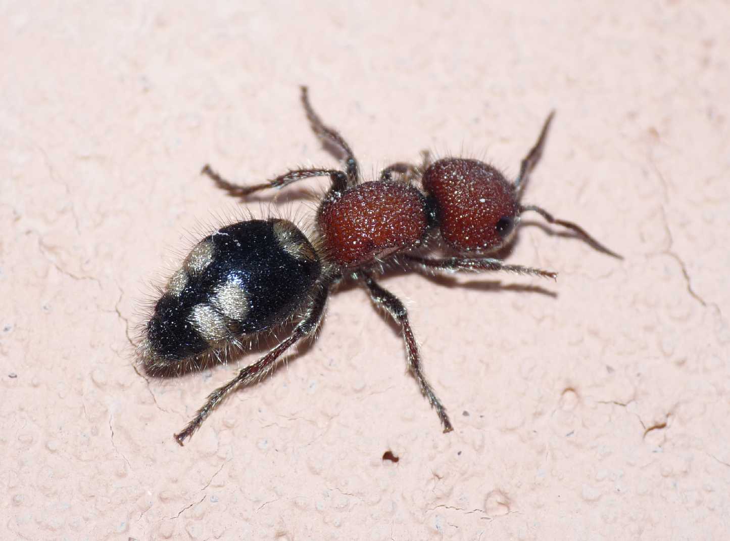 Mutilla quinquemaculata